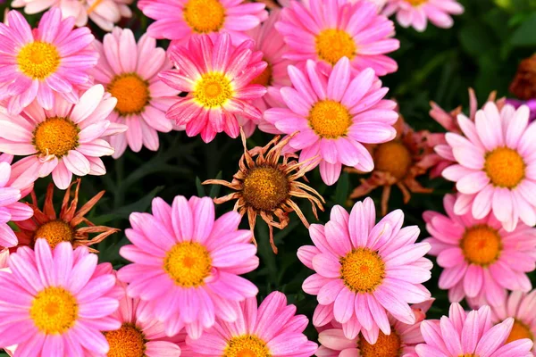 Gänseblümchen Garten Nahaufnahme Floraler Hintergrund — Stockfoto