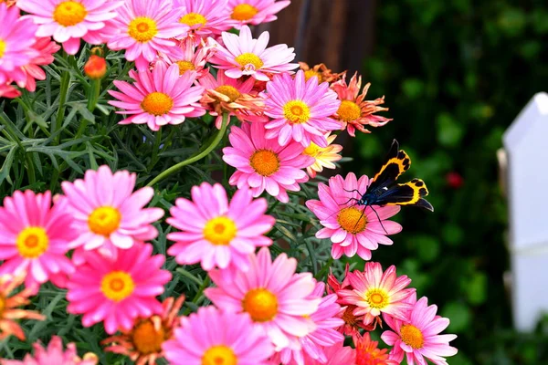 Motyl Różowe Stokrotki Ogrodzie Letnim — Zdjęcie stockowe