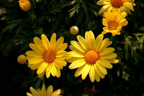 Kwitnące Żółte Kwiaty Chryzantemy Ogrodzie — Zdjęcie stockowe