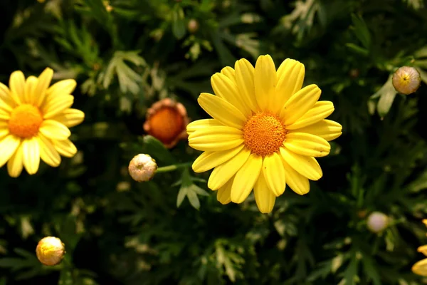 Voll Blühende Gelbe Chrysanthemenblüten Garten — Stockfoto