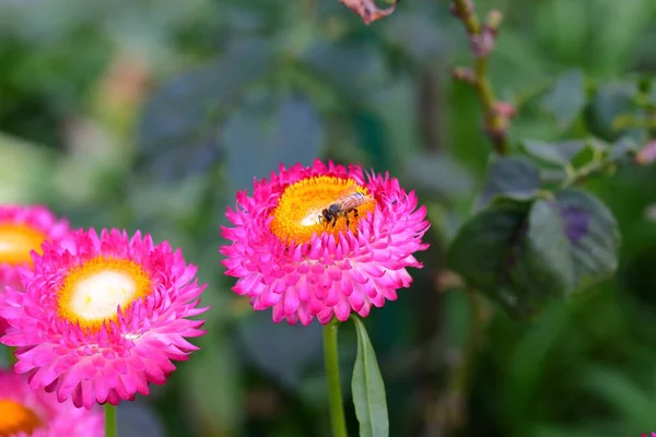 Bee and Straw flower (Helichrysum bracteatum) blooming in garden