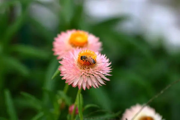 Bienen Und Strohblume Helichrysum Bracteatum Blüht Garten — Stockfoto