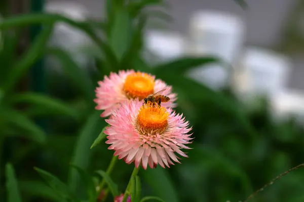 Kwiat Pszczół Słomy Helichrysum Bracteatum Kwitnący Ogrodzie — Zdjęcie stockowe