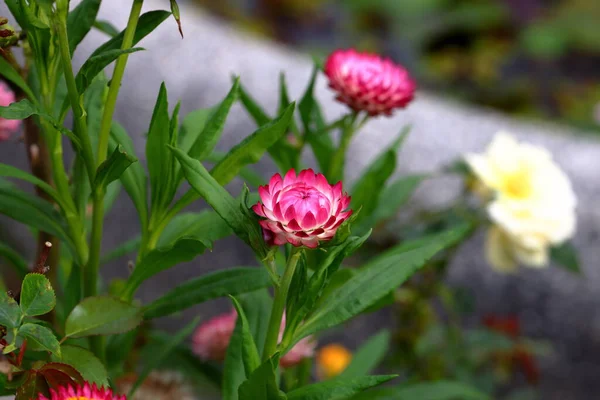 Helichrysum bracteatum flower Straw flower or Everlasting is a species of flowering plant in the family Asteraceae.