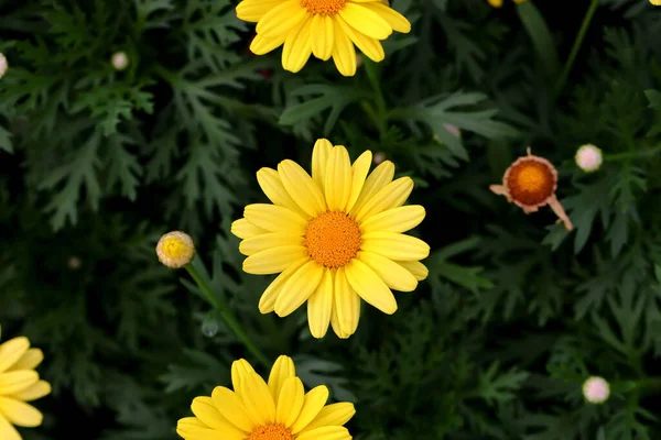 庭で満開の黄色いクリザンツムの花 — ストック写真