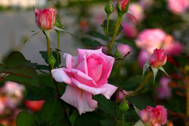 Bahçede güzel bir gül, yakın plan. Doğa arkaplanı