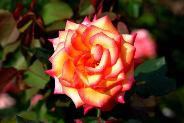 Bahçede güzel bir gül, yakın plan. Doğa arkaplanı