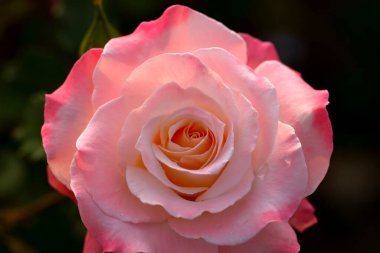 Bahçede güzel bir gül, yakın plan. Doğa arkaplanı