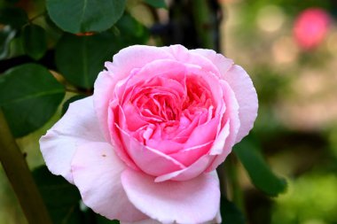 Bahçede güzel bir gül, yakın plan. Doğa arkaplanı