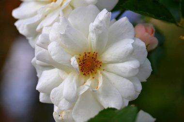 Bahçede güzel bir gül, yakın plan. Doğa arkaplanı