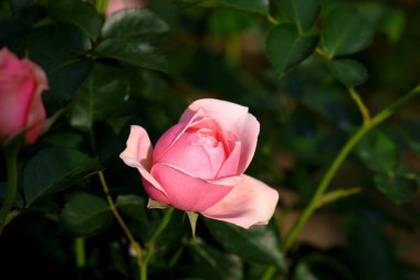 Bahçede güzel bir gül, yakın plan. Doğa arkaplanı