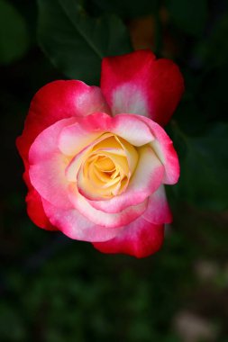 Bahçede güzel bir gül, yakın plan. Doğa arkaplanı