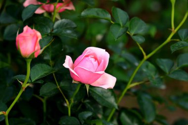 Bahçede güzel bir gül, yakın plan. Doğa arkaplanı