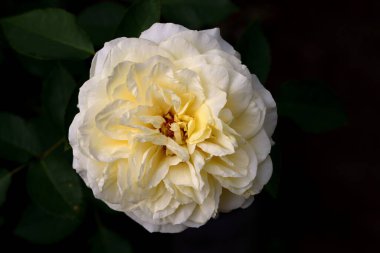 Bahçede güzel bir gül, yakın plan. Doğa arkaplanı