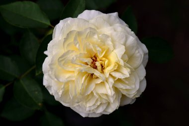 Bahçede güzel bir gül, yakın plan. Doğa arkaplanı