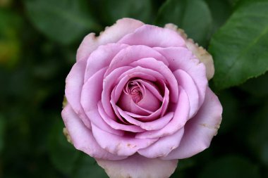 Bahçede güzel bir gül, yakın plan. Doğa arkaplanı