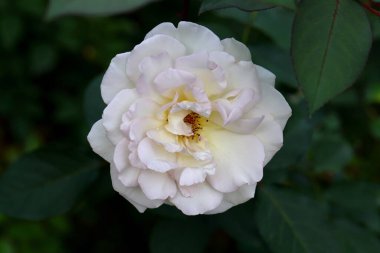 Bahçede güzel bir gül, yakın plan. Doğa arkaplanı