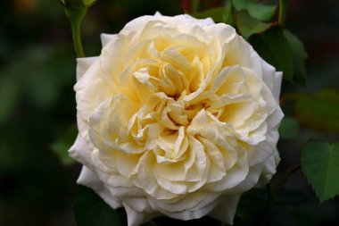 Bahçede güzel bir gül, yakın plan. Doğa arkaplanı