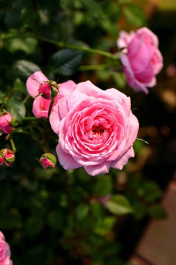 Bahçede güzel bir gül, yakın plan. Doğa arkaplanı