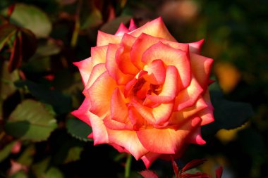 Bahçede güzel bir gül, yakın plan. Doğa arkaplanı