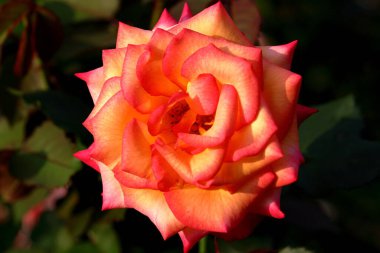 Bahçede güzel bir gül, yakın plan. Doğa arkaplanı