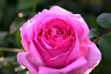 Bahçede güzel bir gül, yakın plan. Doğa arkaplanı