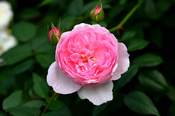 Bella Rosa Giardino Primo Piano Sfondo Della Natura — Foto Stock