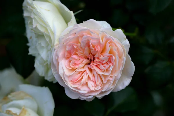 Gyönyörű Rózsa Kertben Közelről Természetvédelmi Háttér — Stock Fotó