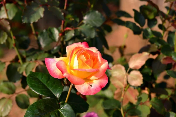 Schöne Rose Garten Aus Nächster Nähe Hintergrund Natur — Stockfoto