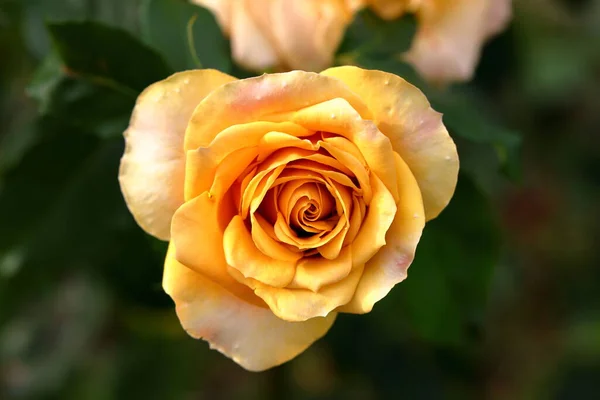 Krásná Růže Zahradě Zblízka Pozadí Přírody — Stock fotografie