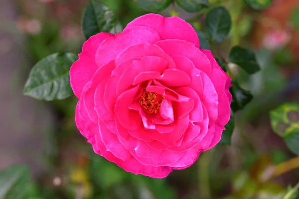 Gyönyörű Rózsa Kertben Közelről Természetvédelmi Háttér — Stock Fotó