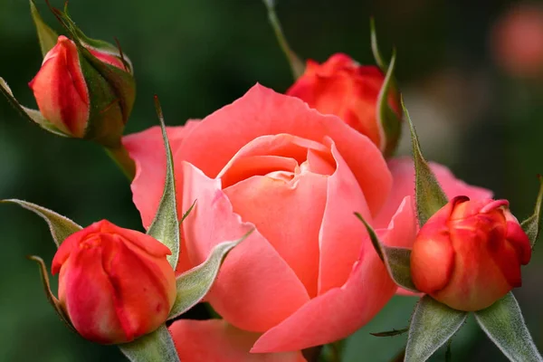 Красивая Роза Саду Крупным Планом Природа — стоковое фото
