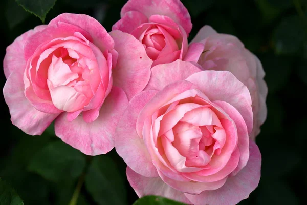 Hermosa Rosa Jardín Cerca Fondo Naturaleza —  Fotos de Stock