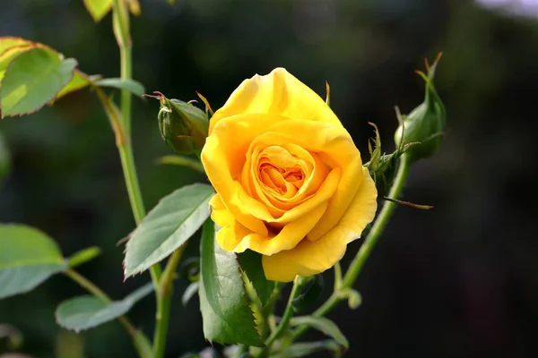 Belle Rose Dans Jardin Gros Plan Contexte Naturel — Photo