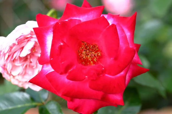 Schöne Rose Garten Aus Nächster Nähe Hintergrund Natur — Stockfoto