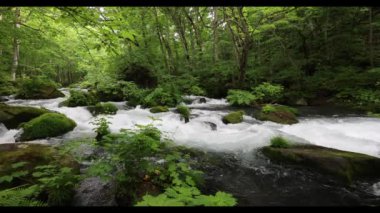 Oirase Nehri 'nin yaz yeşili renkleri Towada, Aomori, Japonya' da bulunur.