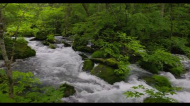 Oirase Nehri 'nin yaz yeşili renkleri Towada, Aomori, Japonya' da bulunur.