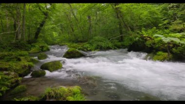 Oirase Nehri 'nin yaz yeşili renkleri Towada, Aomori, Japonya' da bulunur.
