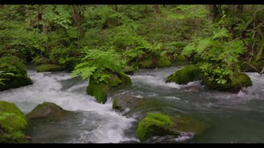 Oirase Nehri 'nin yaz yeşili renkleri Towada, Aomori, Japonya' da bulunur.