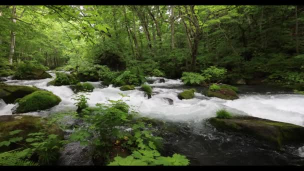 Summer Green Colors Oirase River Located Towada Aomori Japan — Stock Video