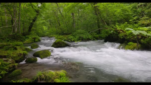 青森県十和田市にある奥入瀬川の夏の緑 — ストック動画