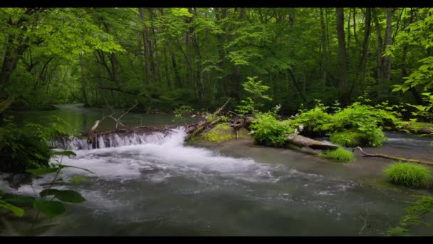 Letní Zelené Barvy Řeky Oirase Nachází Towada Aomori Japonsko — Stock video