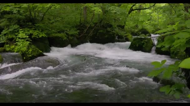 Zomer Groene Kleuren Van Oirase River Gelegen Towada Aomori Japan — Stockvideo