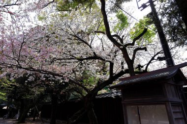 Yasukuni Jinja (Shinto tarzı türbe) ve Chiyoda City, Tokyo 'da kiraz çiçeği (sakura).