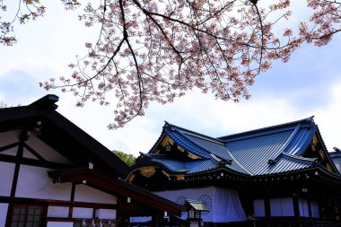 Yasukuni Jinja (Shinto tarzı türbe) ve Chiyoda City, Tokyo 'da kiraz çiçeği (sakura).