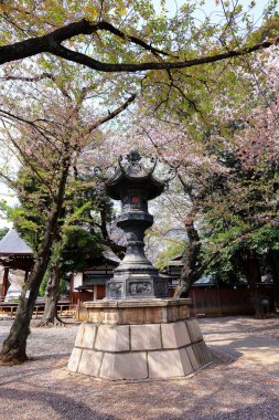 Yasukuni Jinja (Shinto tarzı türbe) ve Chiyoda City, Tokyo 'da kiraz çiçeği (sakura).
