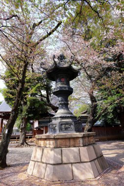 Yasukuni Jinja (Shinto tarzı türbe) ve Chiyoda City, Tokyo 'da kiraz çiçeği (sakura).