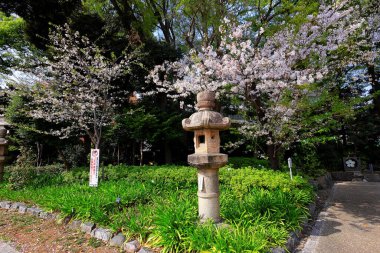 Yasukuni Jinja (Shinto tarzı türbe) ve Chiyoda City, Tokyo 'da kiraz çiçeği (sakura).