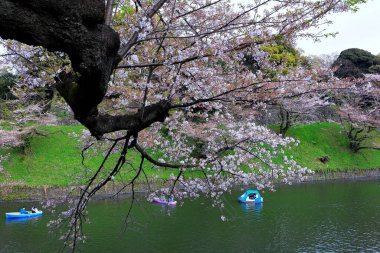 Chiyoda City, Tokyo 'da kiraz çiçekli Chidorigafuchi Park.