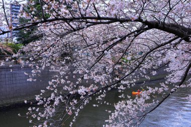 Meguro Nehri Kiraz Çiçekleri Meguro Şehri, Tokyo, Japonya